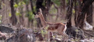 Gajner Wildlife Sanctuary, Bikaner