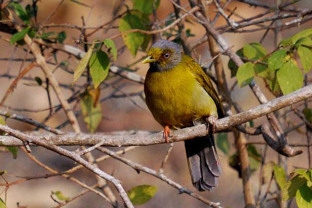 grey-headed-bulbul