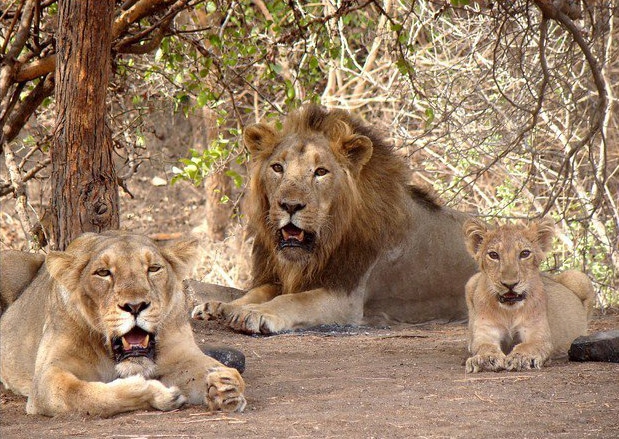 sasan-gir-national-park