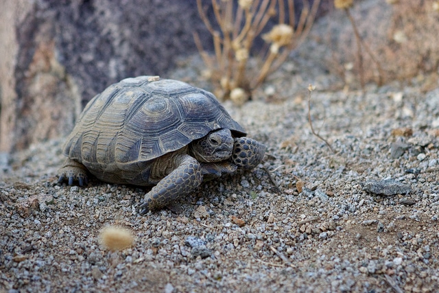 tortoises1