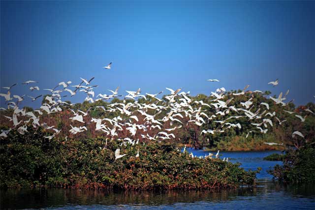 vedanthangal-bird-sanctuary