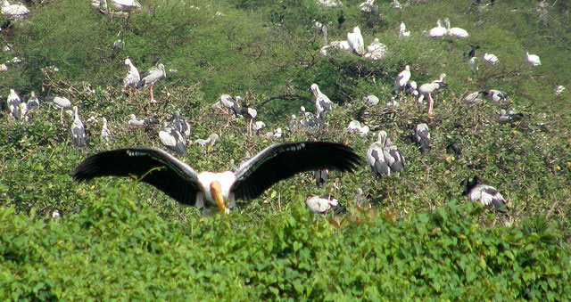 vedanthangal-bird-sanctuary3